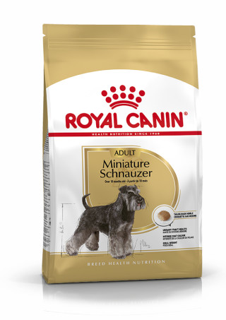 Miniature Schnauzer Adult